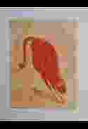 Brolga