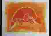 Echidna