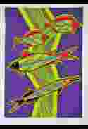 Freshwater Fish (Summer)