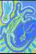 Gecko (Wet)